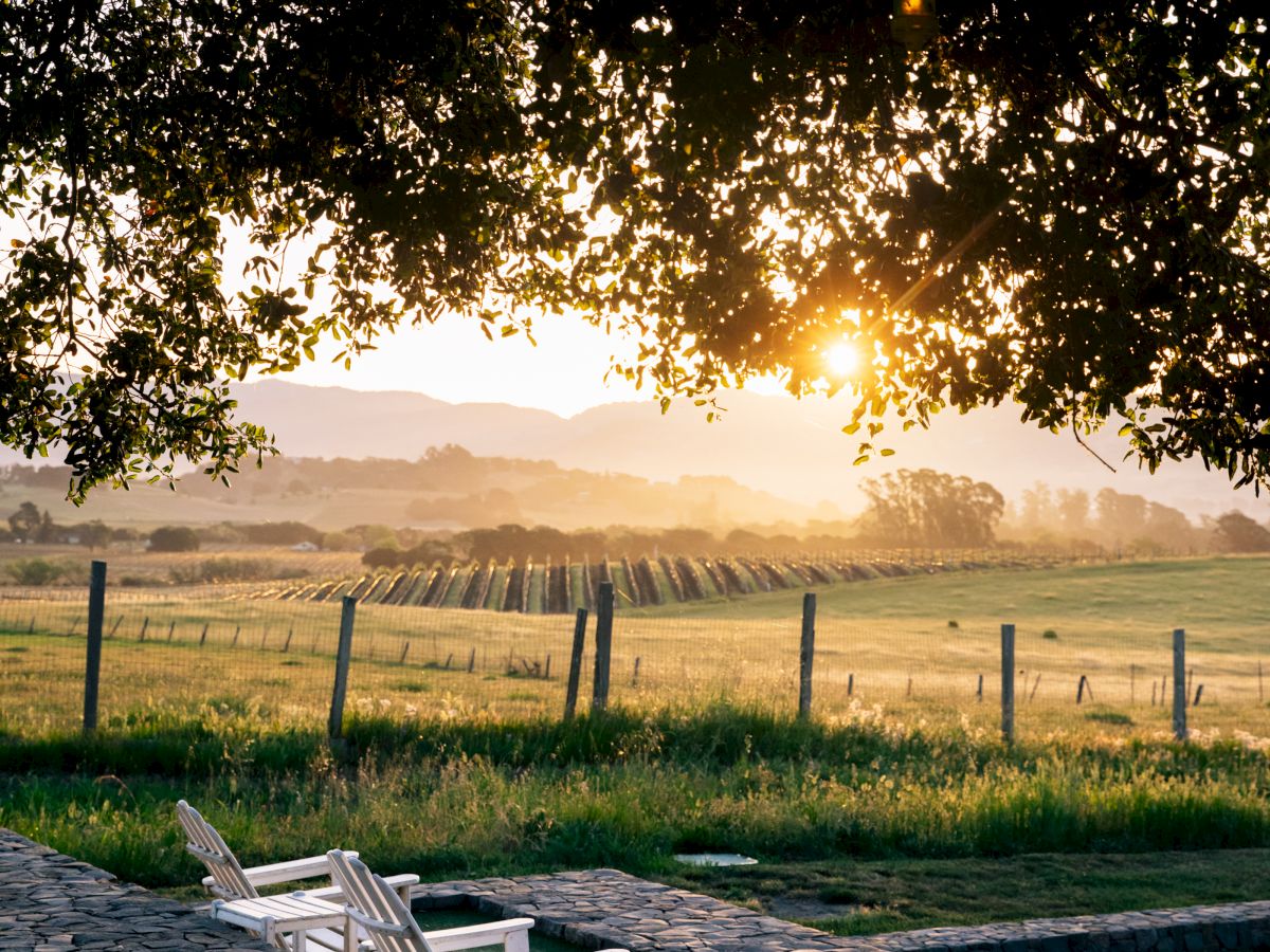 Golden sunset shines over a countryside vineyard, framed by tree leaves, with white patio chairs on a stone terrace.