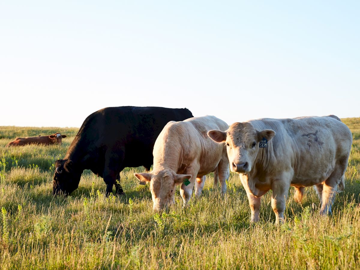 A herd of cattle grazes in a grassy field at golden hour, with a black cow, white cows, and calves visible.