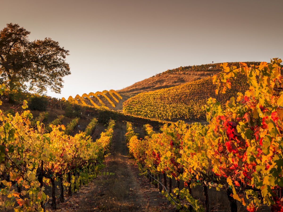 Autumn vineyard rows on a hillside glow in golden sunset light, framed by colorful grape leaves in the foreground.