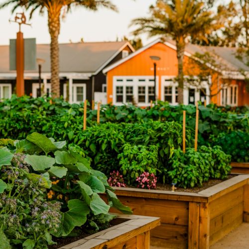 A sunny community garden with raised vegetable beds and an orange barn-like building in the background.